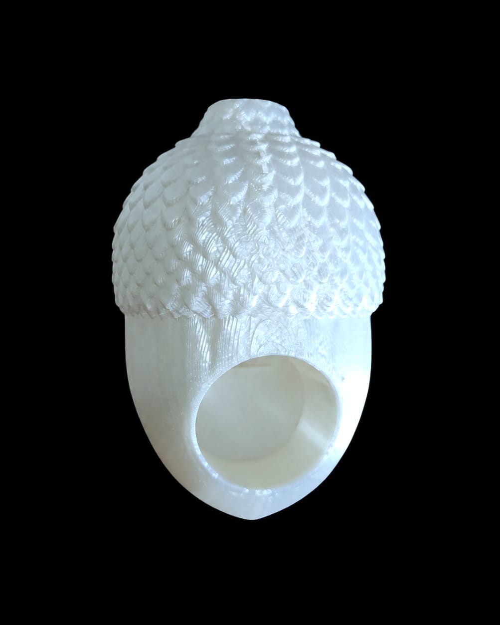 Adult Jumping Spider Acorn Hide