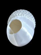 Adult Jumping Spider Acorn Hide