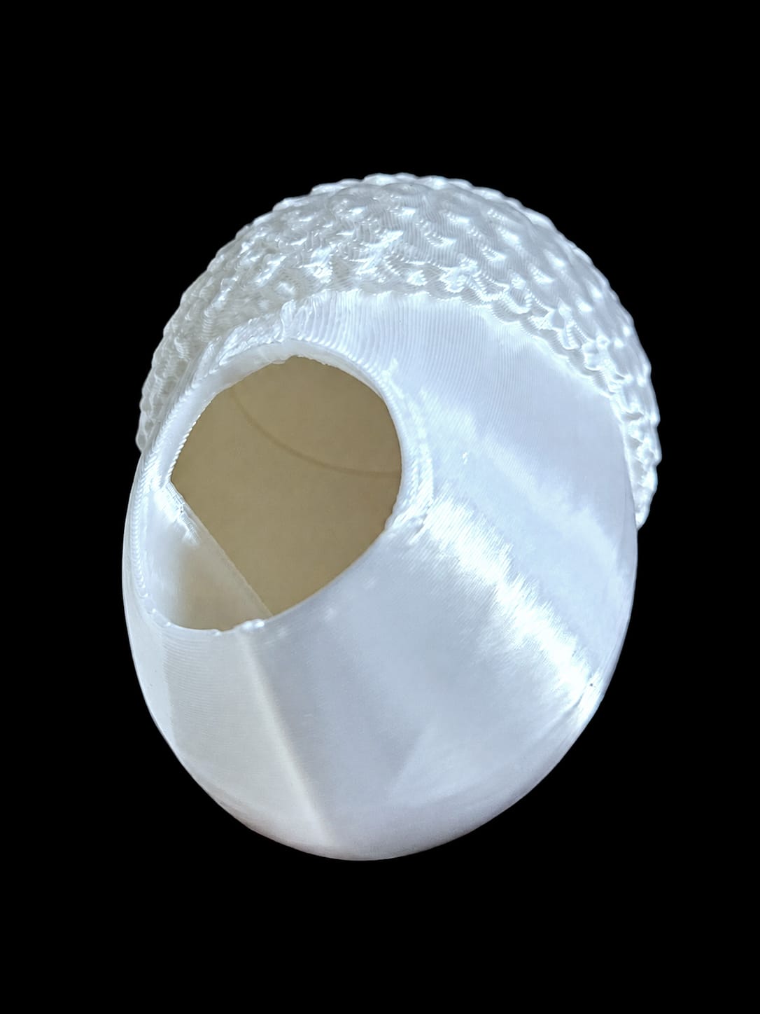 Adult Jumping Spider Acorn Hide