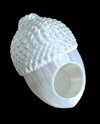 Adult Jumping Spider Acorn Hide