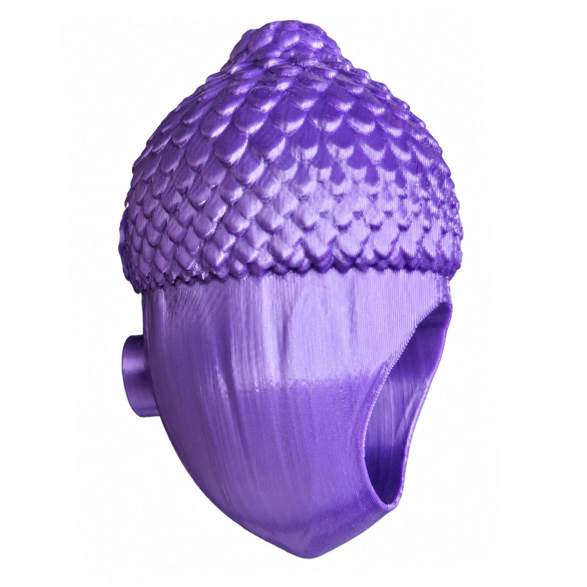 Adult Jumping Spider Acorn Hide